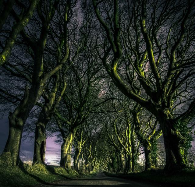 th_the-dark-hedges