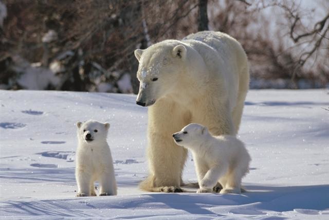 th_animal_familys_05