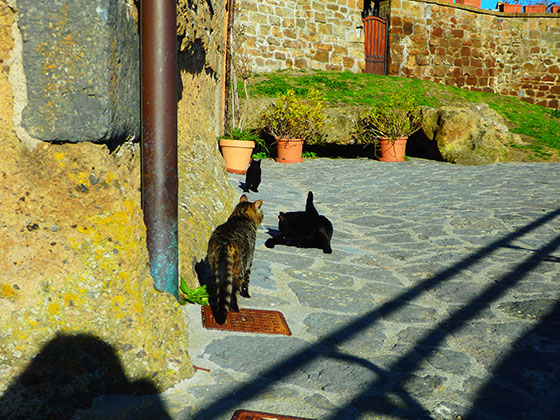 可愛い猫たちと出会う絶景の旅 イタリアの 天空の島 チヴィタ