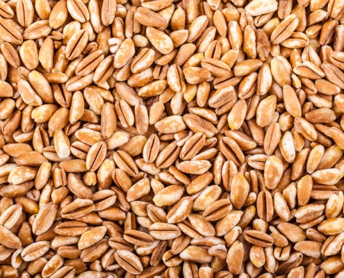 BM_Spelt-harvest_68661556-495x400