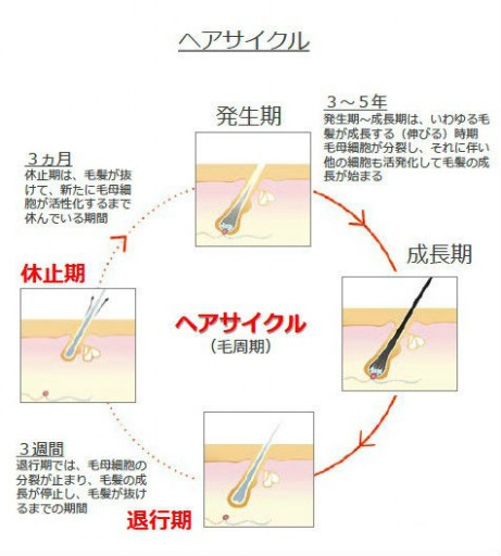 髪 頭皮 エイジングケア_01