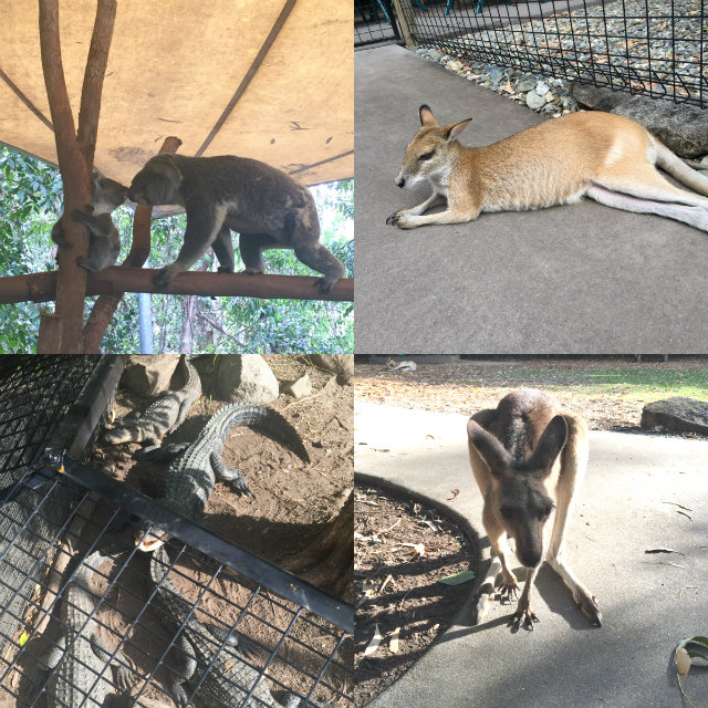 オーストラリア・ケアンズで動物と触れ合う