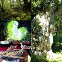世界遺産・屋久島旅で縄文杉や苔むす森へ